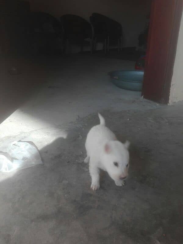 Pista Female 1.5 Month , White Colour 6