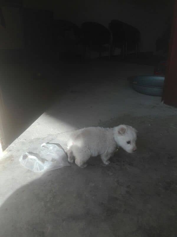 Pista Female 1.5 Month , White Colour 8