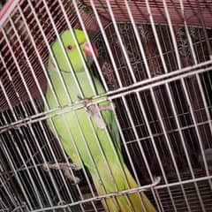 parrot sale