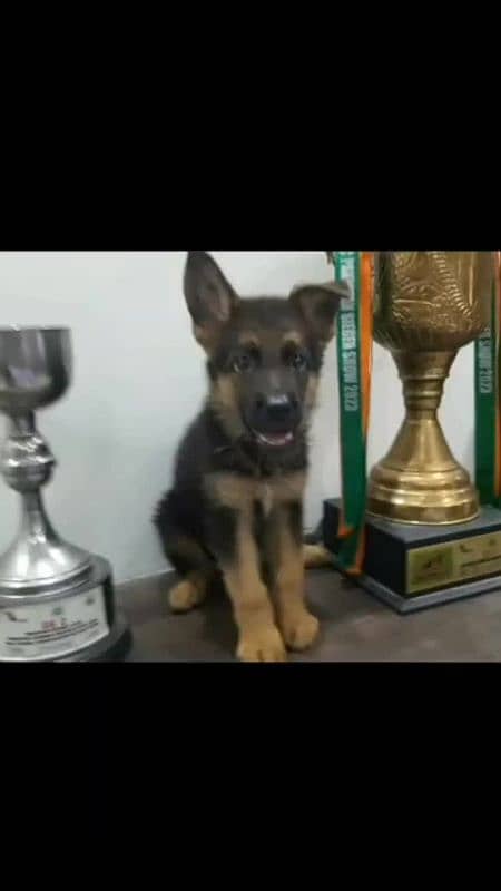 Pink pedigree German shepherd 2