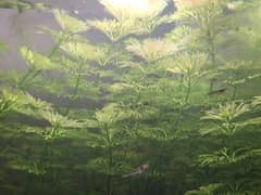 aquarium live plants available