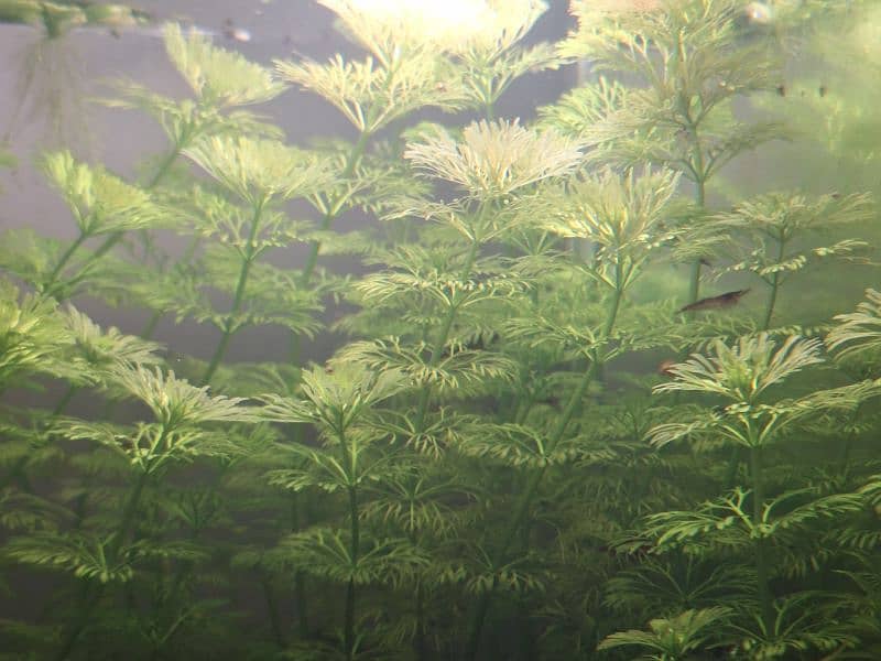 aquarium live plants available 1