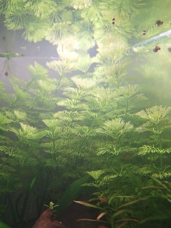 aquarium live plants available 2