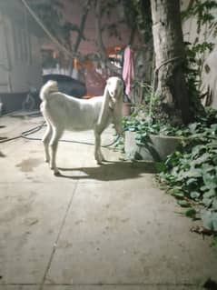 PURE GULABI PATT BAKRI FEMALE