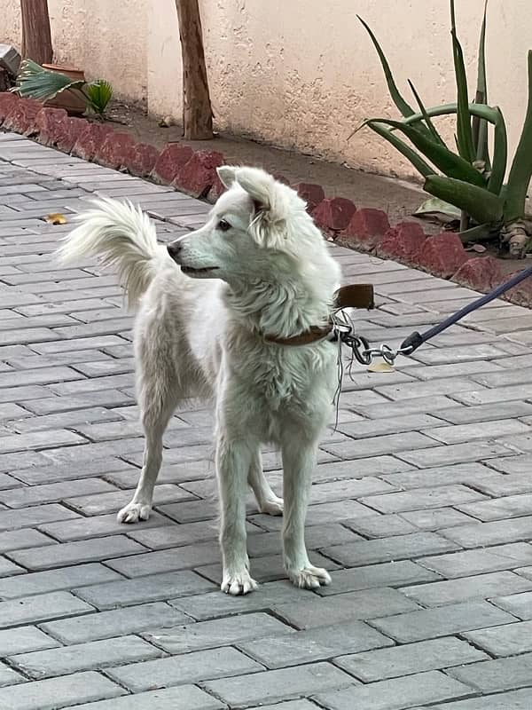 Russian feMale /Russian dog For Sale 2