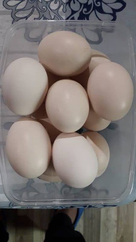 aseel lasani blood line eggs & chicks for sale 0