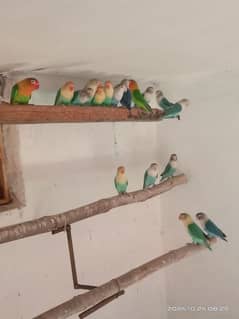 love birds breeding Colony forsale