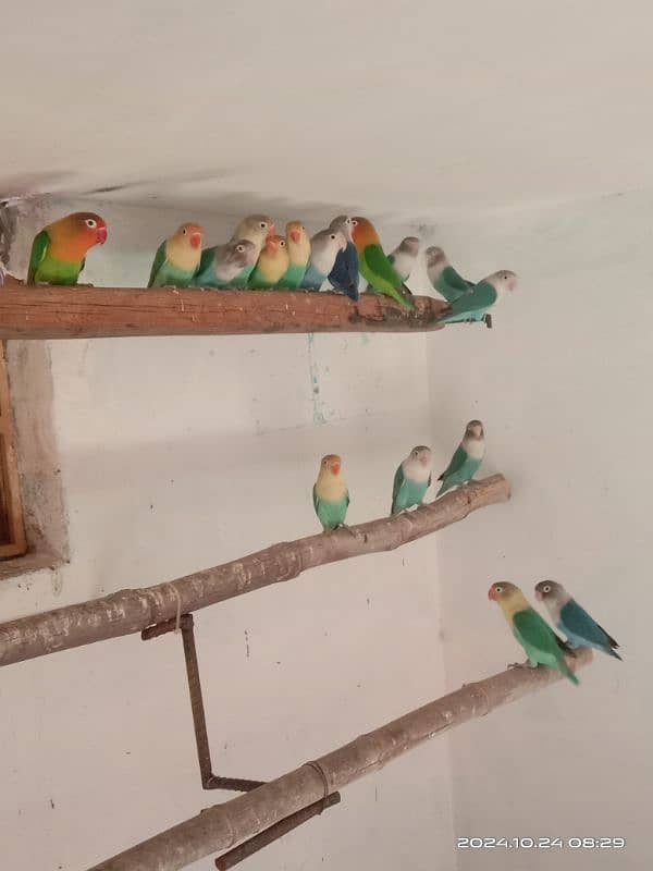 love birds breeding Colony forsale 0