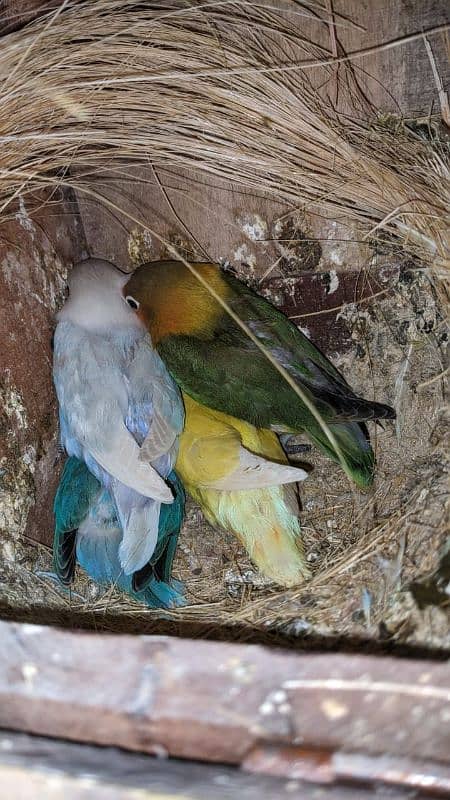 love birds breeding Colony forsale 1