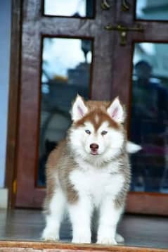 Siberianhusky puppie