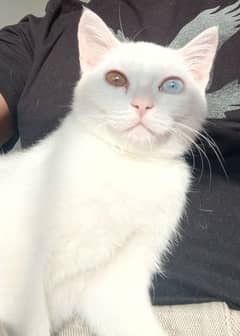 Odd Eyes Pure White Cat