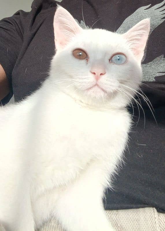 Odd Eyes Pure White Cat 0