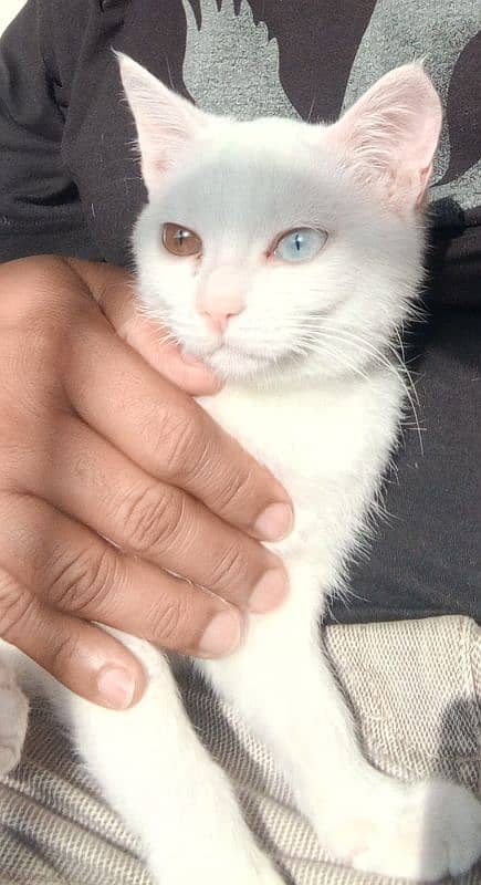 Odd Eyes Pure White Cat 1