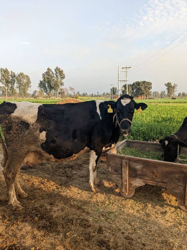 Frisian cow 8 mount pregnant Whatsapp 03436248044 0