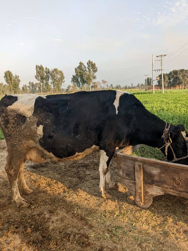 Frisian cow 8 mount pregnant Whatsapp 03436248044 1