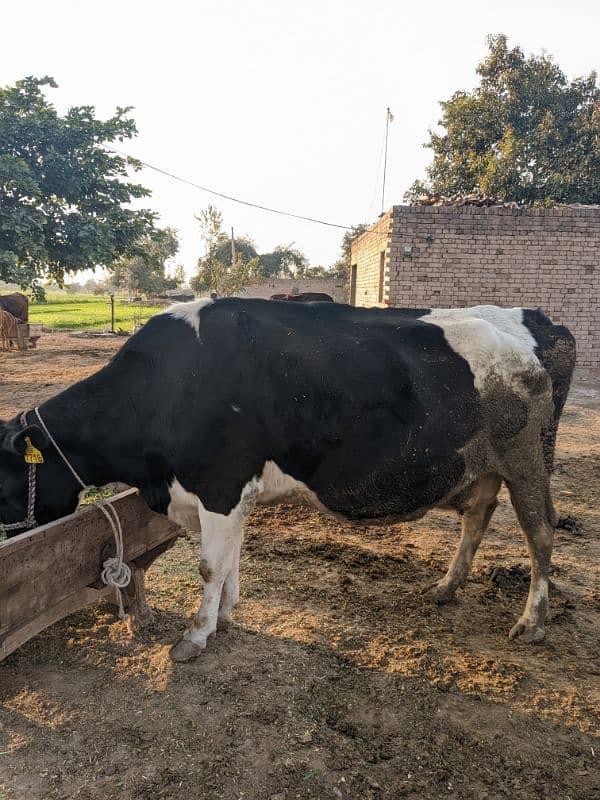 Frisian cow 8 mount pregnant Whatsapp 03436248044 2