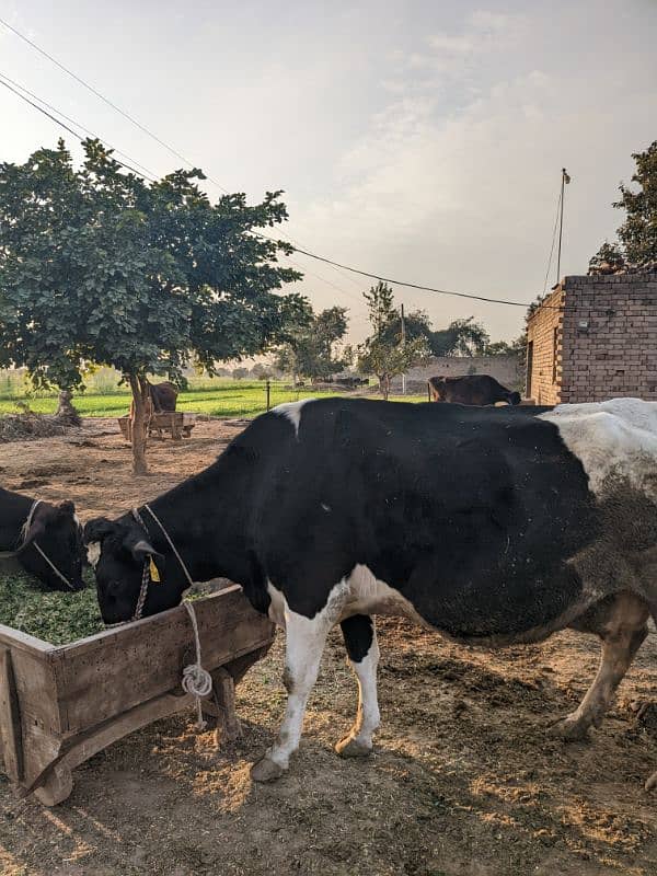 Frisian cow 8 mount pregnant Whatsapp 03436248044 3