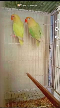 Love birds for sale hai