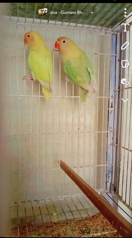 Love birds for sale hai 0