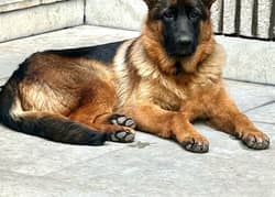 German Shepherd Male Pedigree 4 months