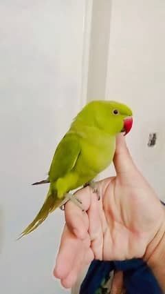 Green ringneck  parrot