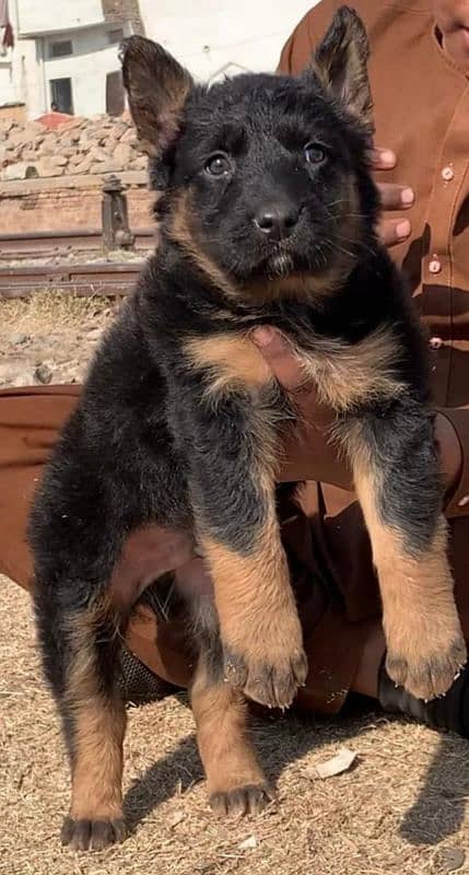 German shepherd puppies Double CoatMy WhatsApp number 03001868066 0