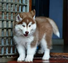 Siberianhusky puppie