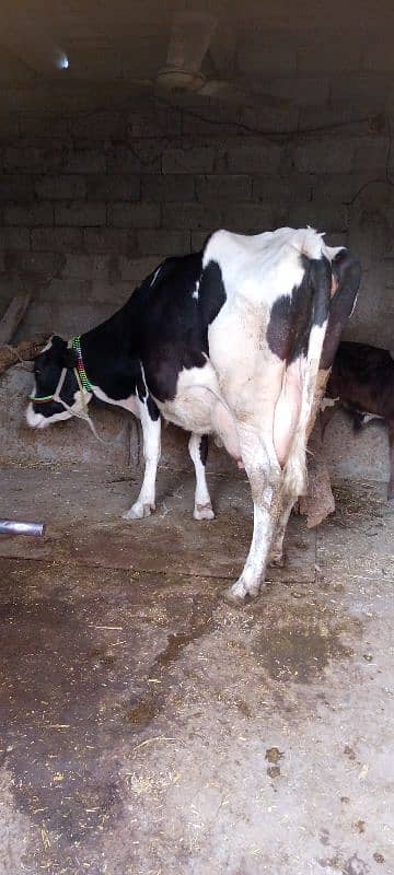 Cow for sale , ek male bacha bhi sth hai 0