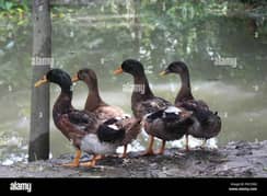 Male Ducks