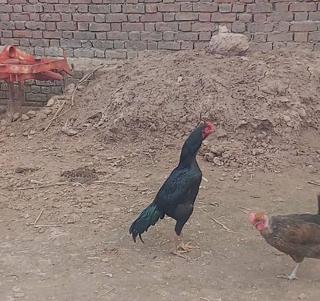 Aseel patha plus aseel Madi with chicks 0