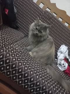 female Persian cat for sale