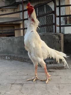 pure king size shamo chicks/high top quality/white shamo/aseel chick