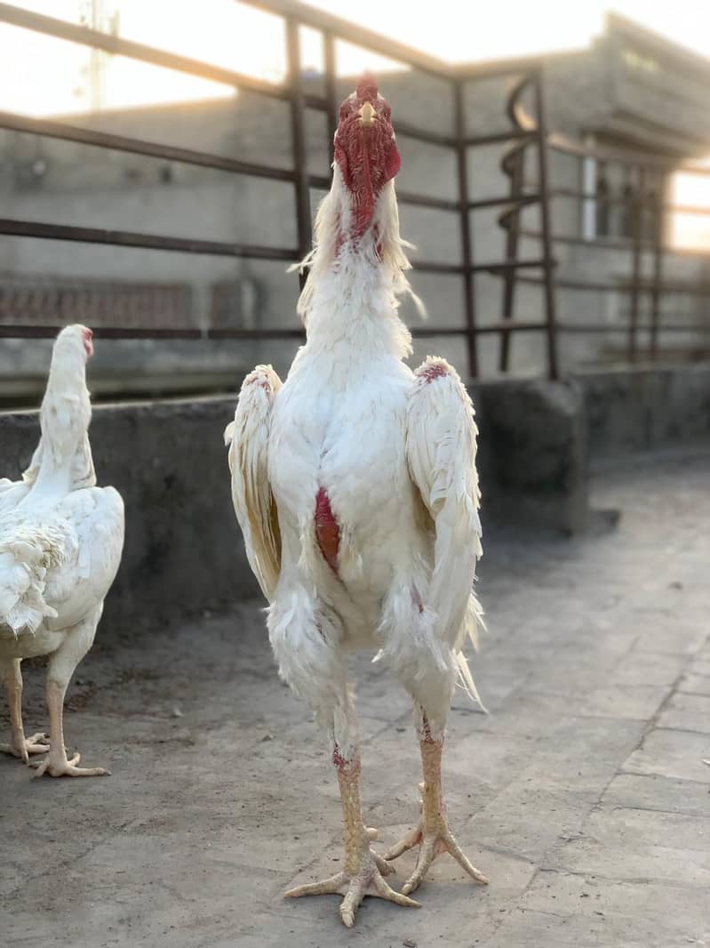 pure king size shamo chicks/high top quality/white shamo egg/aseel 1