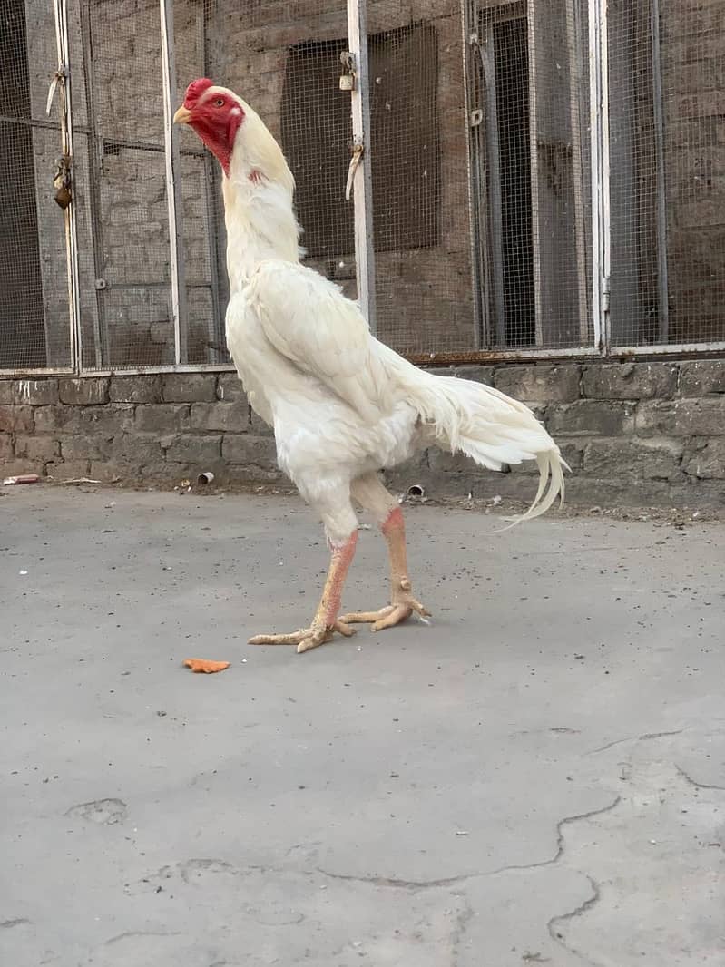 pure king size shamo chicks/high top quality/white shamo egg/aseel 6