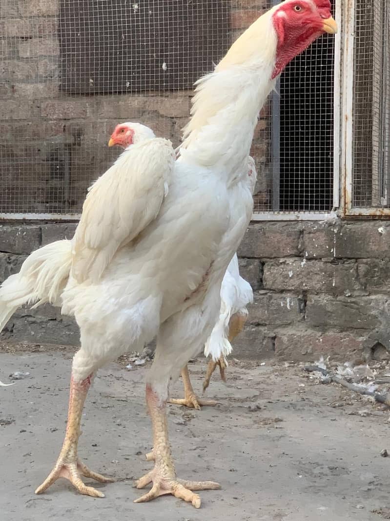 pure king size shamo chicks/high top quality/white shamo egg/aseel 7