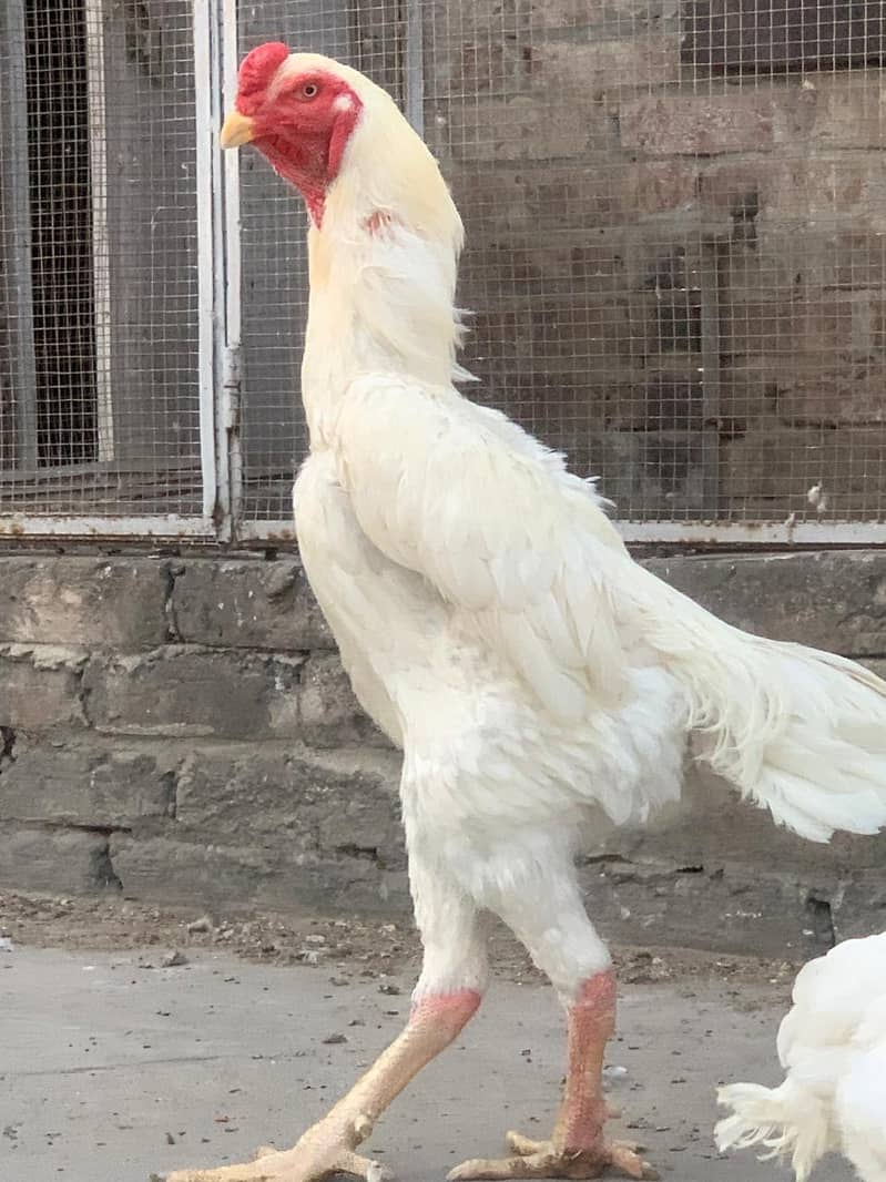 pure king size shamo chicks/high top quality/white shamo egg/aseel 8