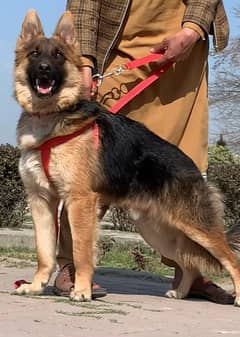 German shepherd double coat full security guard male 6 months for sale