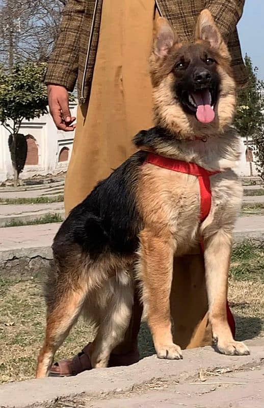 German shepherd double coat full security guard male 6 months for sale 1