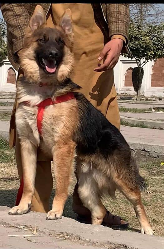 German shepherd double coat full security guard male 6 months for sale 2