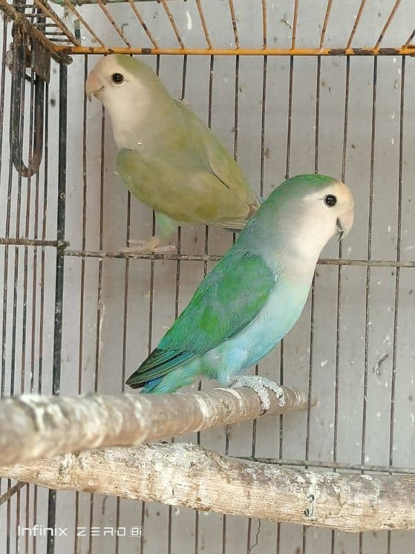 Color Lovebirds 0