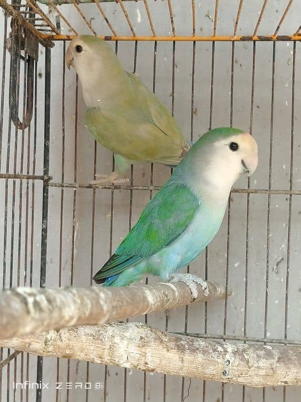 Color Lovebirds 1