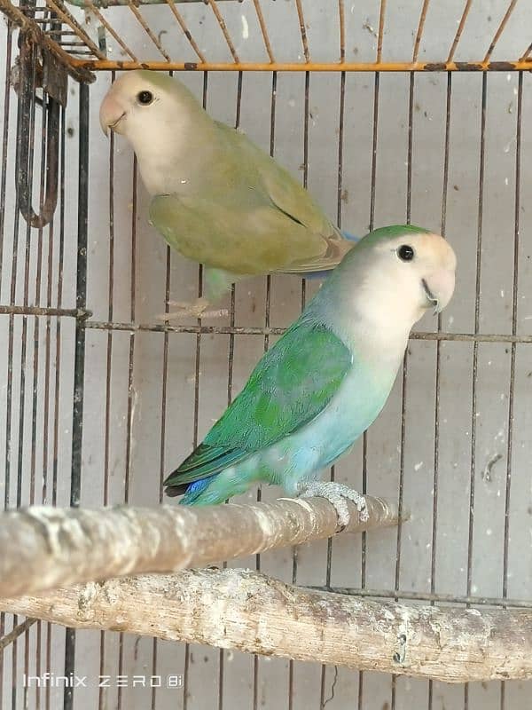 Color Lovebirds 2