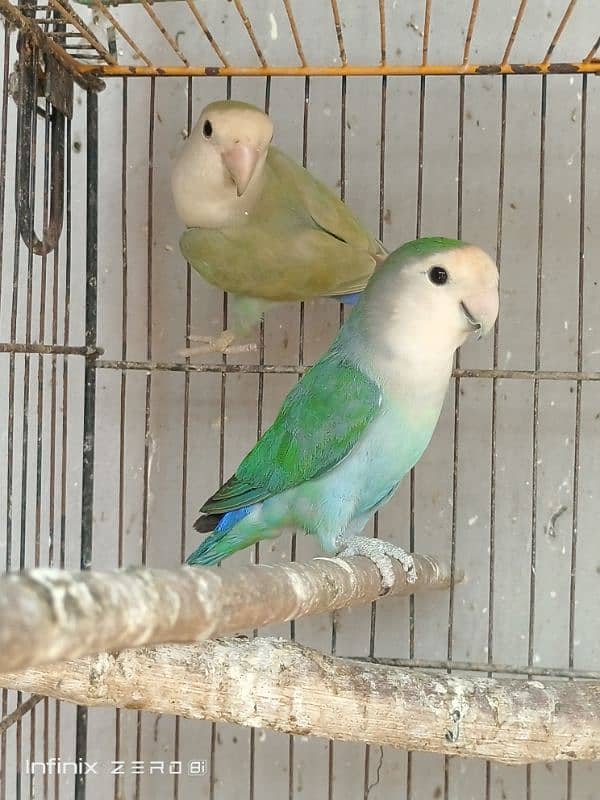 Color Lovebirds 3