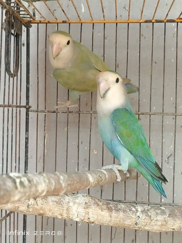 Color Lovebirds 4