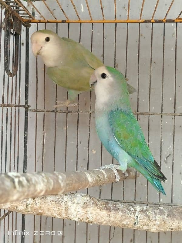 Color Lovebirds 5