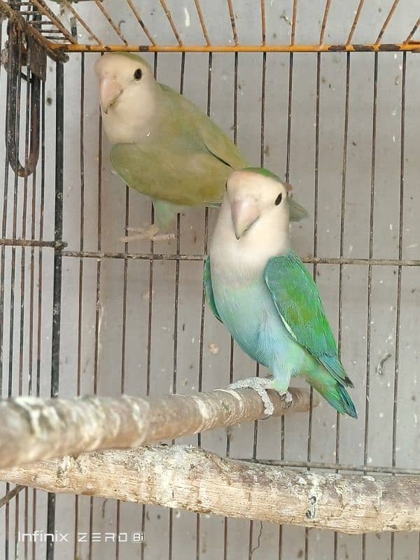 Color Lovebirds 7