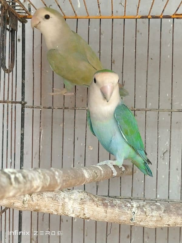 Color Lovebirds 9