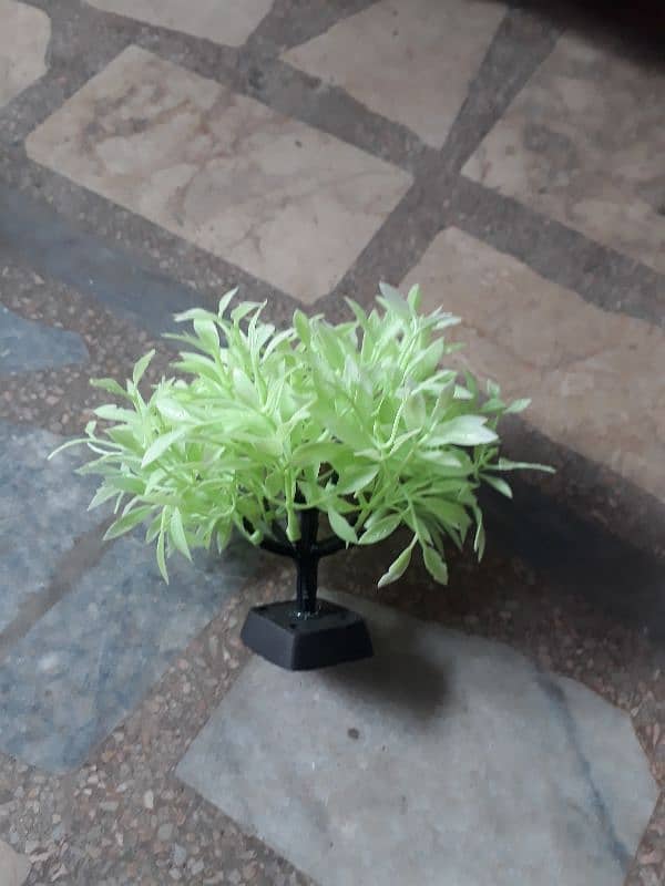 fish aquarium plants 2