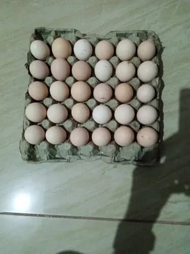 pure king size shamo chicks/high top quality/white shamo egg/aseel 9