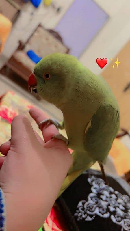 fully hand tame speaking parrot 0